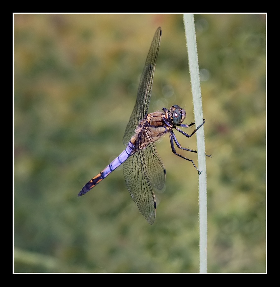 Orthetrum albistylum (male) ? - No, O. cancellatum